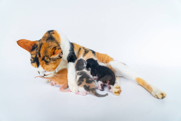 Close-up foto conceito de listrado mãe gato com seus filhotes apenas algumas semanas de idade no fundo branco, eles estão alimentando e jogando alegremente no fundo branco - Foto, Imagem