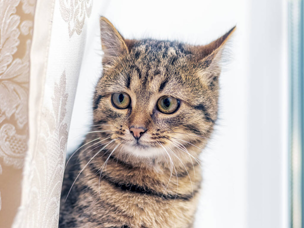Um gato bonito no quarto olha para fora por trás da cortina - Foto, Imagem