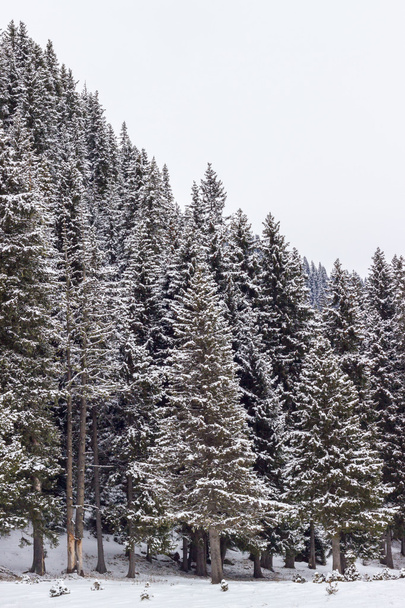 Winter in the forest - Zdjęcie, obraz