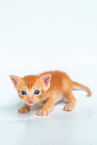 Lähikuva muutaman kuukauden vanha Orange Kitten poseeraa valkoisella taustalla. söpö ja ihana kissanpentu valokuva käsite - Valokuva, kuva