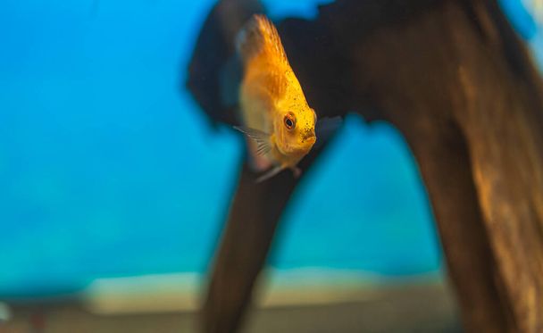 Закрийте доступ до шахової дошки для риби - цихліди, що плавають в акваріумі. Швеція. - Фото, зображення