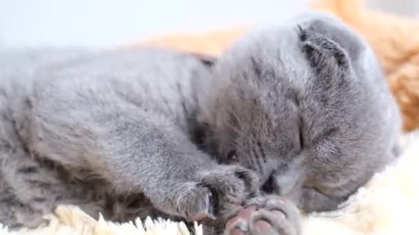 小さなスコットランドの灰色の猫がベッドの上に横たわっており、赤い舌で毛皮をなめる。4kビデオ - 映像、動画