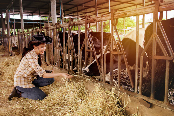 幸せなアジアの農家は、牛の農場で酪農を監督します:基準を満たす清潔で近代的な牛の農場で高品質の牛のミルクを生産する事業を監督. - 写真・画像