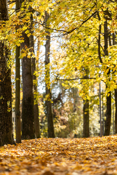 Золота осінь в міському парку в яскравий сонячний день
 - Фото, зображення