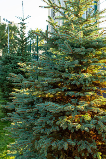 Separately growing conifer in the park. Large coniferous bush in the alley. Conifer in the park. - Photo, Image