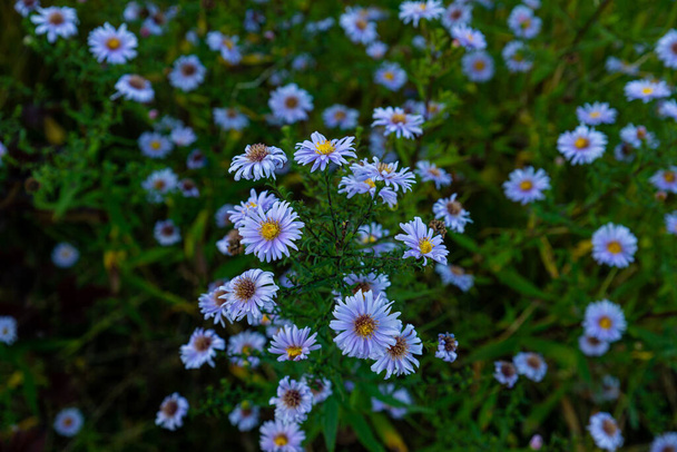 Aster dumosus Blue Lagoon (μαξιλάρια Aster). Οι μπλε αστέρες ανθίζουν στον κήπο. Aster novi-belgii ανθίζει στο γερμανικό πάρκο. Φθινόπωρο φόντο με μπλε αστέρια λουλούδια. Μπλε λουλούδι μαργαρίτας Michaelmas - Φωτογραφία, εικόνα