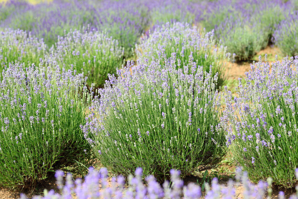 lavender flower bushes in the field to production of perfumes and essential oils - Foto, Imagen