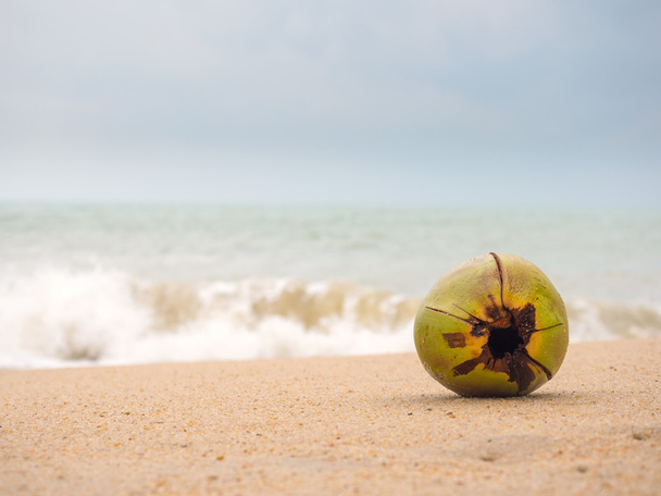 Cocco sulla spiaggia in Thailandia
 - Foto, immagini