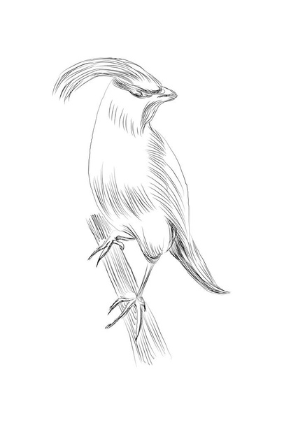 ilustrace ručně kresleného náčrtku graficky nakresleného papouška ručně kresleného výplně Koktejl ručně kresleného stylu vektorové ilustrace - Vektor, obrázek