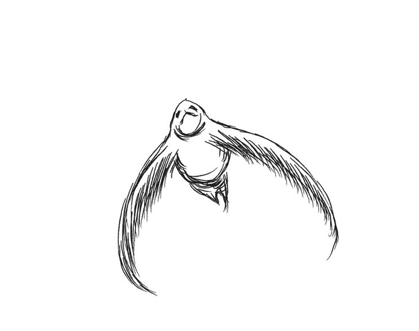 Flying birds background. Pencil drawing vector illustration. - Vektor, Bild