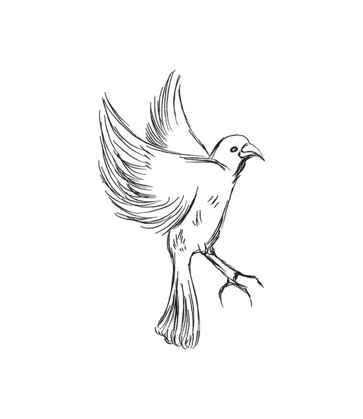 Özgürlük kavramı. Elle çizilmiş güvercin iki elle uçuyor. Yaşam özgürlüğü, doğanın tadını çıkaran özgür kuş izole edilmiş vektör çizimi. - Vektör, Görsel