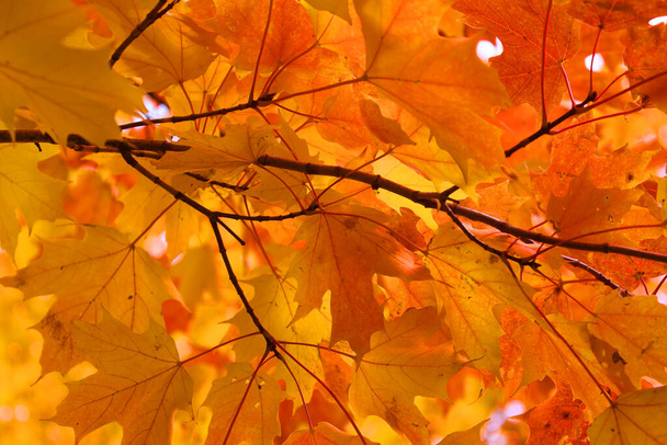 Czerwone i żółte liście klonu tworzą spektakularną scenę na drzewie - Zdjęcie, obraz