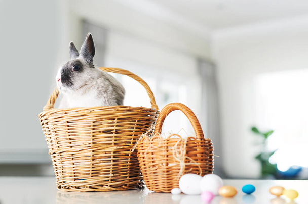 Bunny kisses, Easter wishes. a cute rabbit sitting in a basket with eggs at home - Fotó, kép