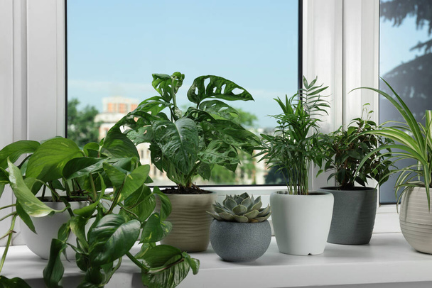Different beautiful potted houseplants on window sill indoors - 写真・画像