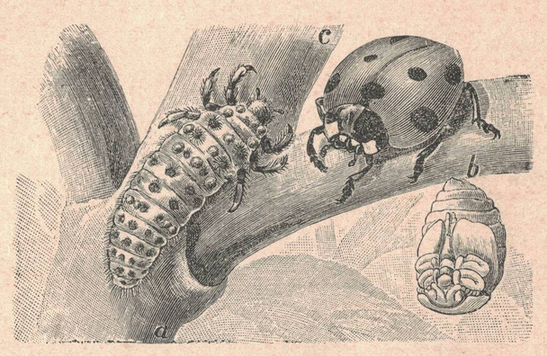 Antik vésett illusztrációja a hétpontos katicabogárnak. Vintage illusztráció a hétfoltos nőstény bogárról. Régi gravírozott kép a katicabogárról. Könyv illusztráció megjelent 1907. A: lárva, B: báb, C: bogár. Coccinella septempunctata, a varró - Fotó, kép