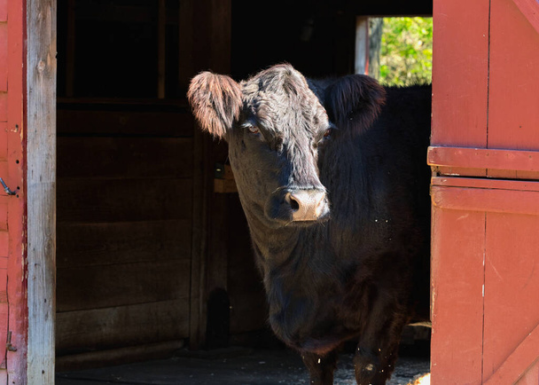 Vyö Galloway lehmä ruokkii ja vaeltaa ympäri lato näyttely maatilalla - Valokuva, kuva