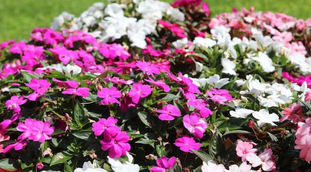 Kwietnik z kolorowymi kwiatami o nazwie Nowa Gwinea lub niecierpliwych Walleriana w lecie - Zdjęcie, obraz