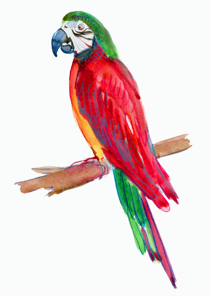 Parrot. - Photo, Image