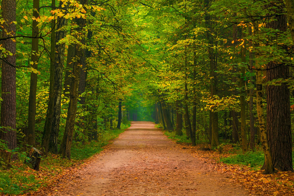 美しい秋の森の広いパス - 写真・画像