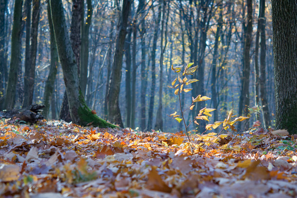 gevallen bladeren in herfstbos bij zonnig weer - Foto, afbeelding