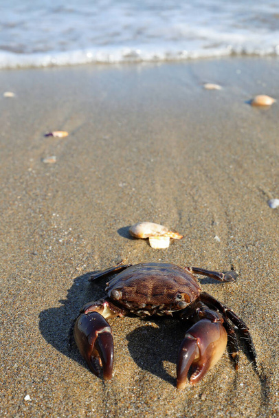 big crab with mighty claws on the beach by the sea - Φωτογραφία, εικόνα