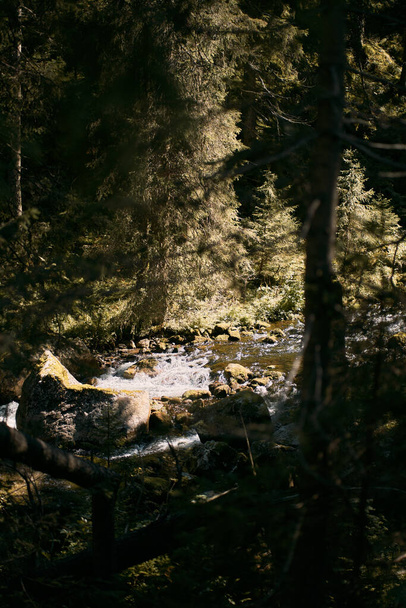 Waterfall in the forest. Running creek in the woods. Concept of untouched wild nature. - Foto, afbeelding