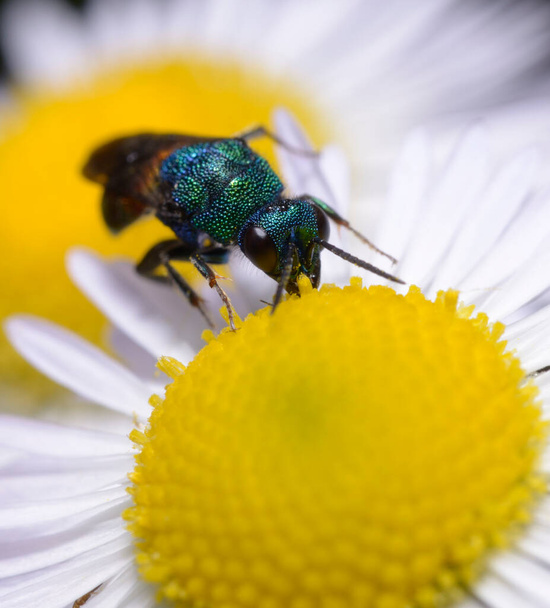 Ruby-tailed wasp, Chrysis ignita, eating yellow pestle of a field chamomile flower. - 写真・画像