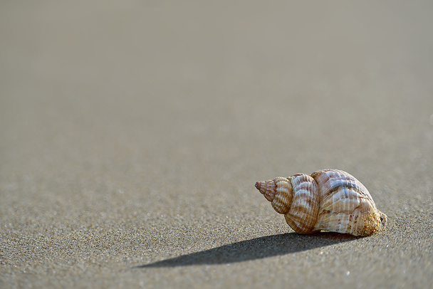 Beautiful sea shell on the beach - Zdjęcie, obraz