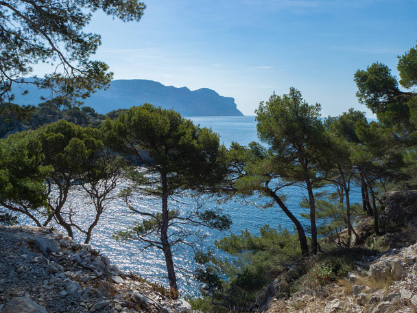 Typowa sytuacja na skalistym wybrzeżu Parku Narodowego Calanques, Francja: sosny w słońcu wysoko nad głębokim błękitnym morzem. - Zdjęcie, obraz