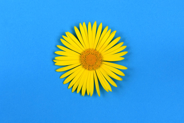 Žluté sedmikrásky květiny izolované na modrém pozadí. Fotka ve vysokém rozlišení. Plná hloubka pole. - Fotografie, Obrázek