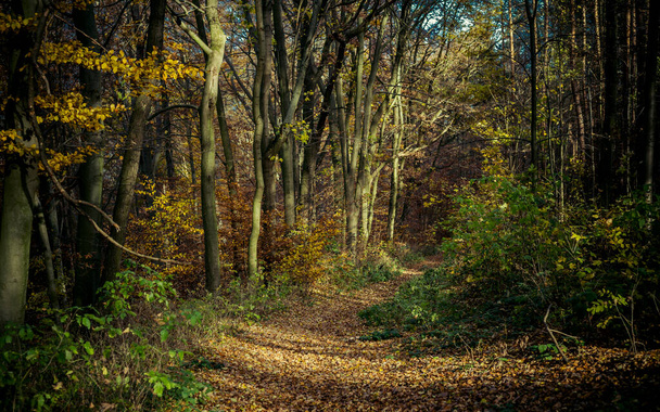 hike through the forest in autumn - Fotó, kép