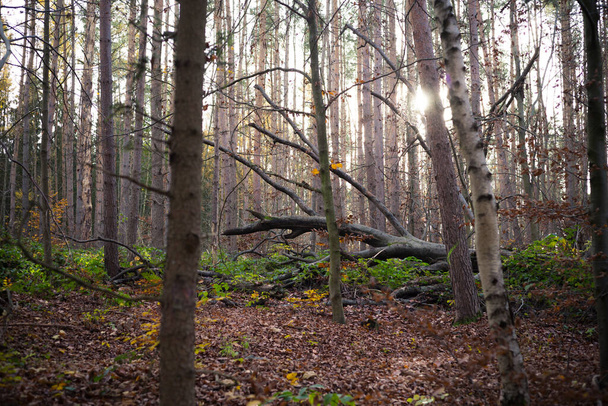 hike through the forest in autumn - Zdjęcie, obraz