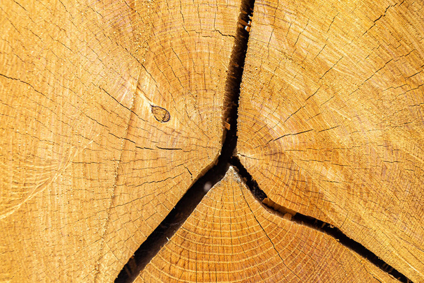 A full frame photograph of a cut tree trunk showing the grain - Фото, зображення
