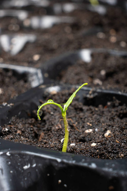 Growing peppers from seeds. Step 4 - First Sprout. - Foto, Imagen