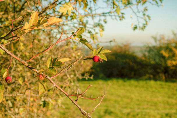Τριανταφυλλιά σε θάμνο την φθινοπωρινή περίοδο. Υψηλής ποιότητας φωτογραφία - Φωτογραφία, εικόνα