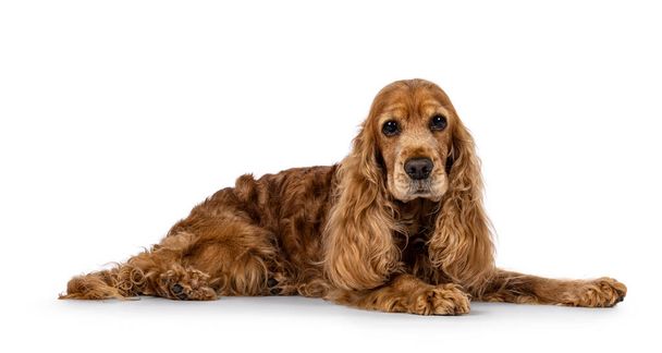 Handsome brown senior Cocker Spaniel dog, laying down side ways. Head up. Looking towards camera. Isolated on a white background. - Photo, Image