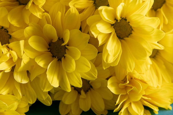 Yellow chrysanthemum flowers. Flower close-up. Floral flowers background. - Foto, imagen