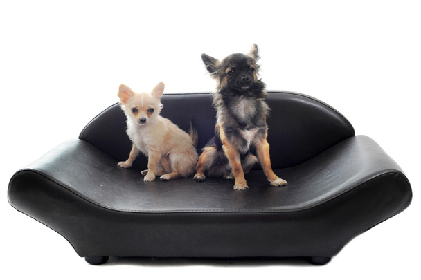 Chihuahuas en sofá
 - Foto, imagen