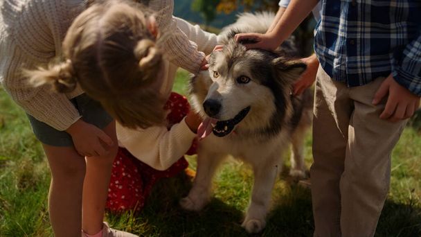 People hands petting furry pet on hill. Fluffy healthy husky enjoy family walk on green meadow sunny day close up. Unrecognizable parents children spending holiday with friendly dog in mountain.  - Fotoğraf, Görsel