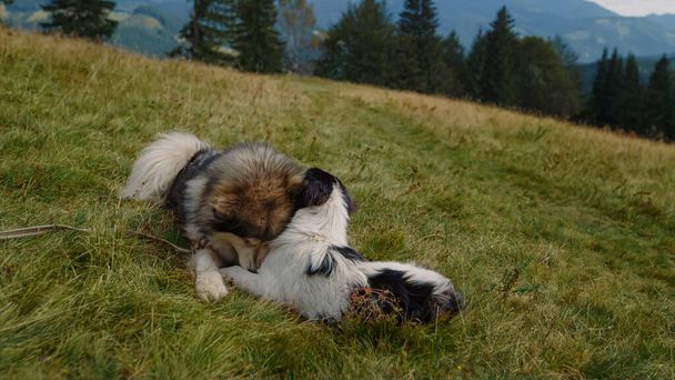 Двоє собак грають у горах, що лежать на зеленій траві на схилі крупним планом. Педрі хаскі з біло-чорним бродячим собакою розважаються на красивому пагорбі літнього дня. Пухнасті тварини ретельно кусають один одного на природі
. - Фото, зображення