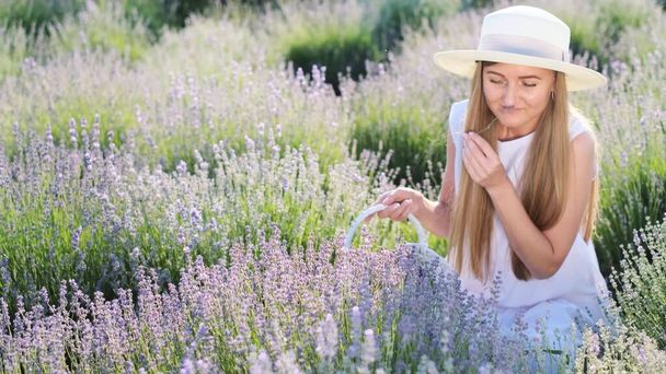 A beautiful woman in white clothes sits among lavender flowers and collects them in a white basket. Summer heat and lavender. Lavender season - Photo, Image