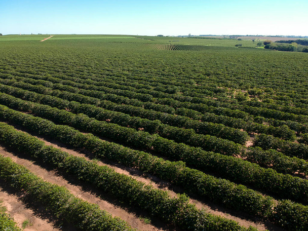 Aerial drone view of coffee plantation field in Brazil - Fotoğraf, Görsel