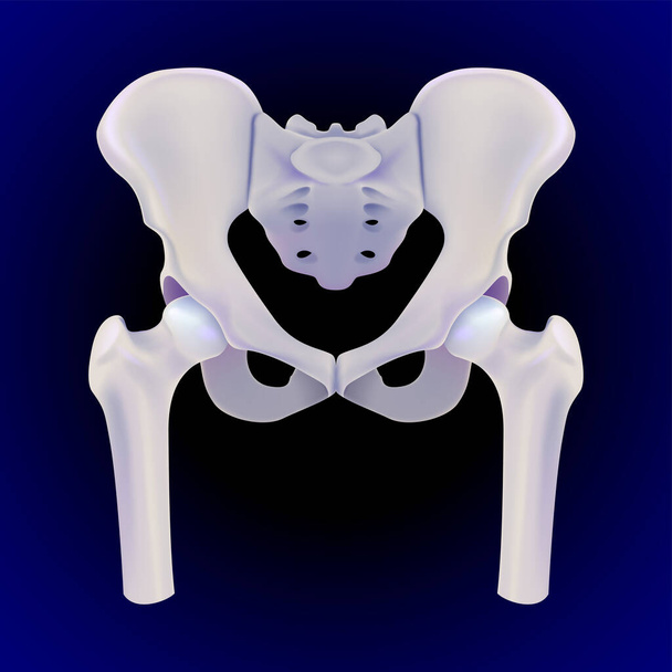 Un'illustrazione 3D della vista frontale completa dell'osso dell'anca umana su uno sfondo blu scuro reso realisticamente. - Vettoriali, immagini
