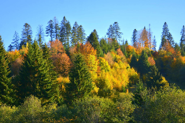Bomen met vergeelde bladeren, midden in de herfst in de Karpaten en het Apuseni gebergte. Karakteristiek landschap. Betovering van kleuren. - Foto, afbeelding