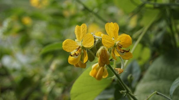 緑の葉の背景と共にウーリーやヘアリーセナとも呼ばれるセナヒルスタの美しい黄色の花。風景壁紙形式 - 写真・画像