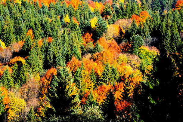 Δέντρα με κιτρινισμένα φύλλα, στα μέσα του φθινοπώρου στα Καρπάθια και στα όρη Απουσένι. Χαρακτηριστικό τοπίο. Γοητεία χρωμάτων. - Φωτογραφία, εικόνα