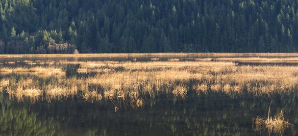Грудневі кольори на берегах озера
 - Фото, зображення