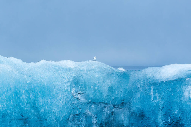 Petit oiseau perché sur l'iceberg bleu dans la lagune des glaciers à Jokulsarlon, Islande - Photo, image
