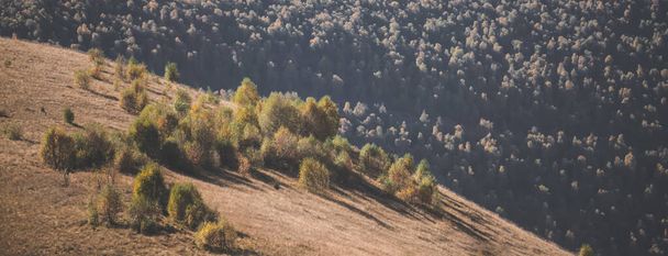 Un groupe d'arbres d'automne sur une pente de montagne dans le contexte d'une colline dans les montagnes, par une chaude journée d'automne dans le Caucase - Photo, image