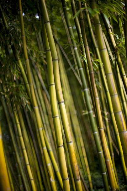 Bambusz - Fotó, kép